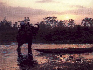 Elephant in the evening by Mohammed Amin & Duncan Willett