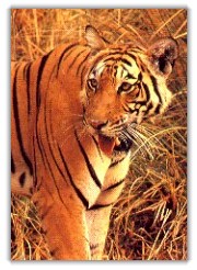 The Bengali Tiger