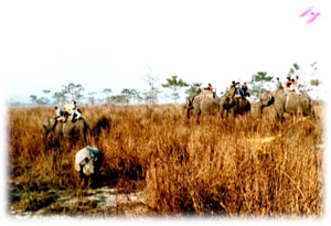 Jungle safari in chitwan