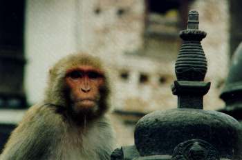 Monkey