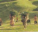 The Terai